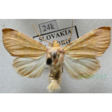 Tiliacea aurago (Denis & Schiffermüller, 1775) Ozimica złotawka Slovakia24k